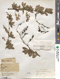 Berberis amurensis image