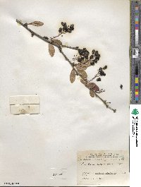 Berberis amurensis image