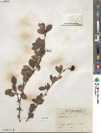 Berberis amurensis image