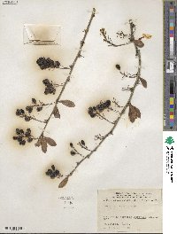 Berberis amurensis image