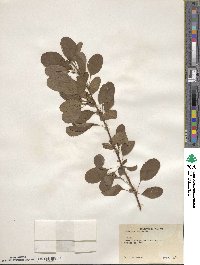 Berberis amurensis image