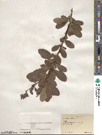 Berberis amurensis image