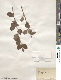 Berberis amurensis image