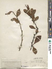 Berberis amurensis image