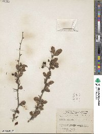 Berberis amurensis image