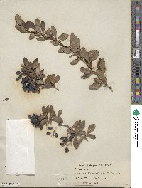 Image of Berberis angulosa