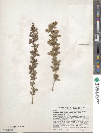 Berberis beaniana image