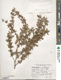 Berberis beaniana image