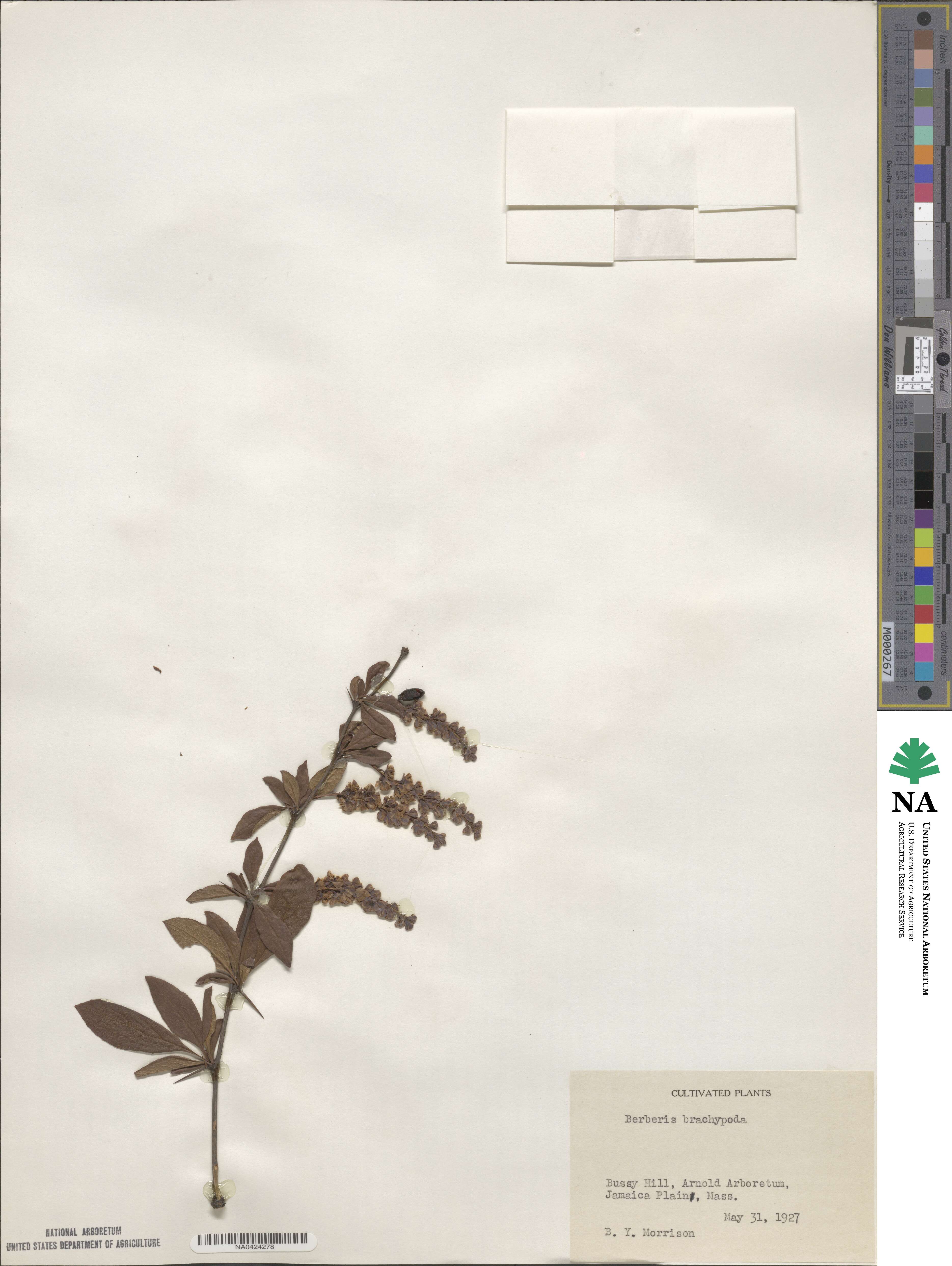 Berberis brachypoda image