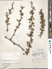 Berberis microphylla image