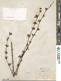 Berberis canadensis image