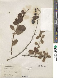 Berberis canadensis image