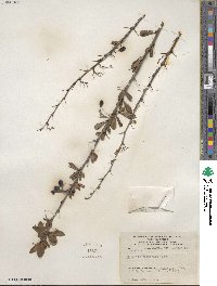 Berberis chinensis image