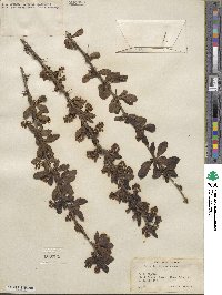 Berberis chinensis image