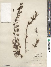 Berberis chinensis image