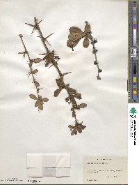 Berberis circumserrata image