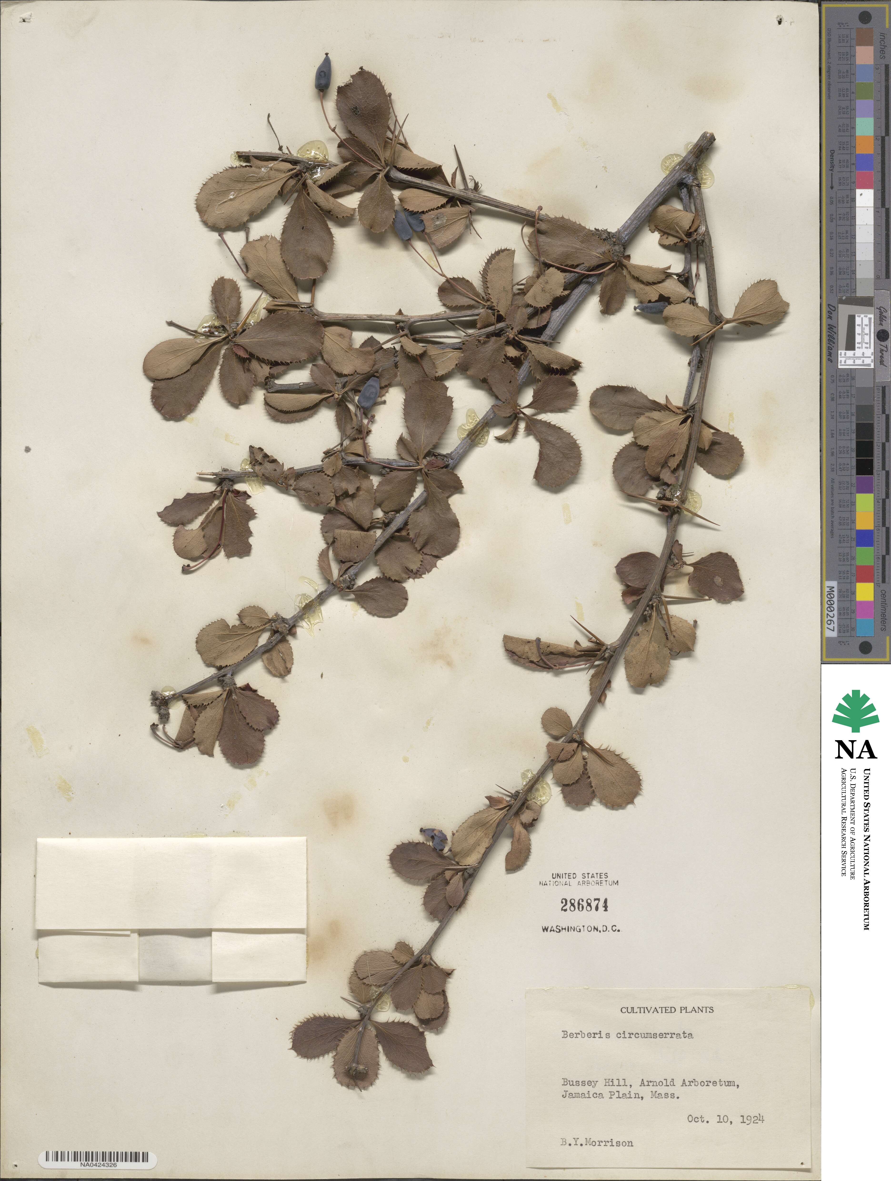 Berberis circumserrata image