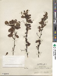 Berberis circumserrata image