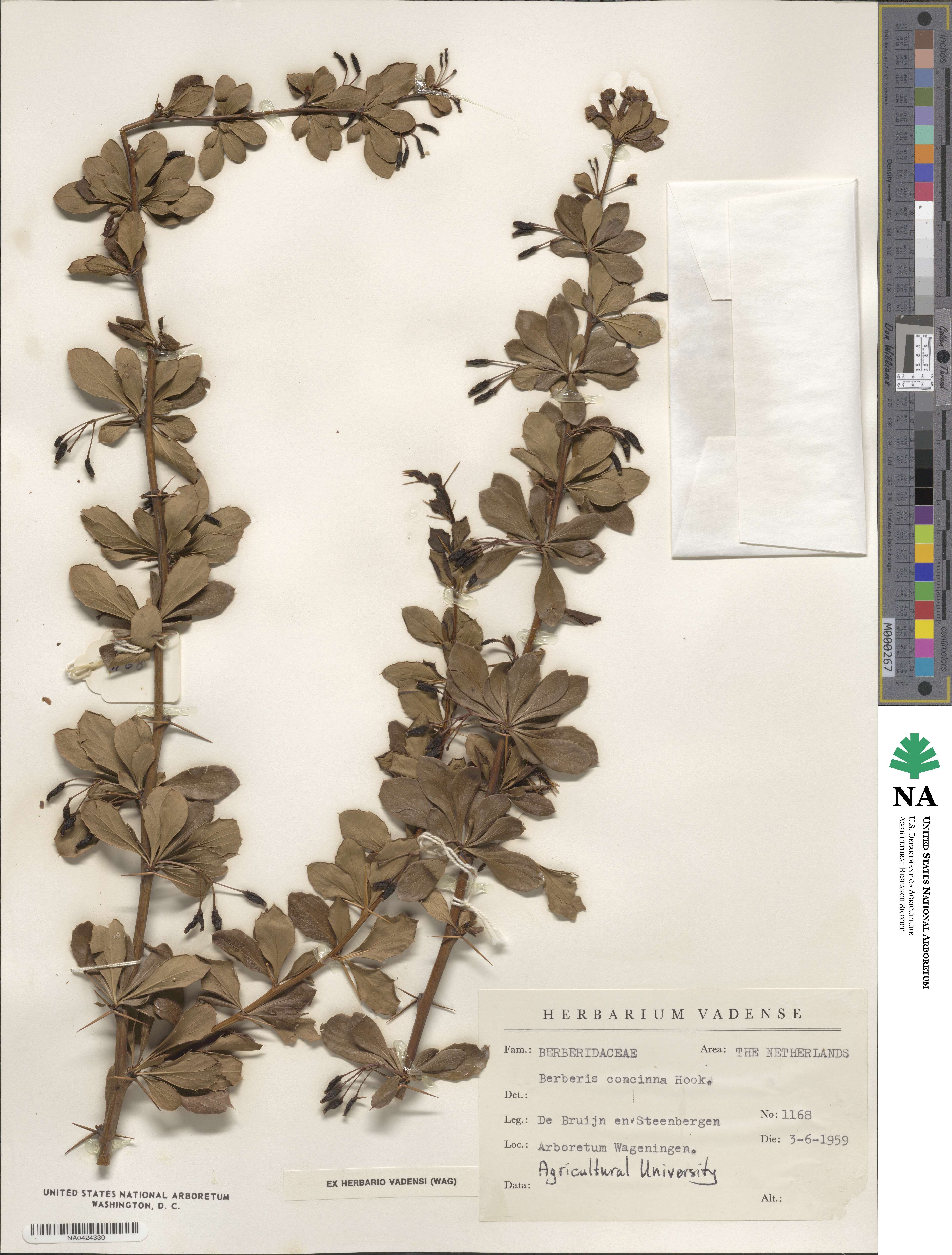 Berberis concinna image