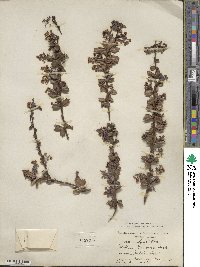 Berberis darwinii image