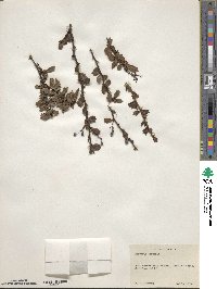 Berberis darwinii image