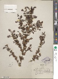 Berberis darwinii image