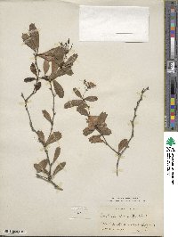 Berberis darwinii image