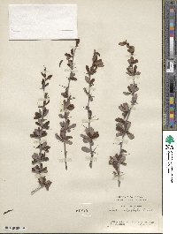 Berberis dictyophylla image