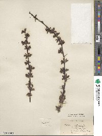 Berberis dictyophylla image