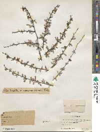 Berberis dictyophylla image