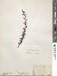 Berberis empetrifolia image