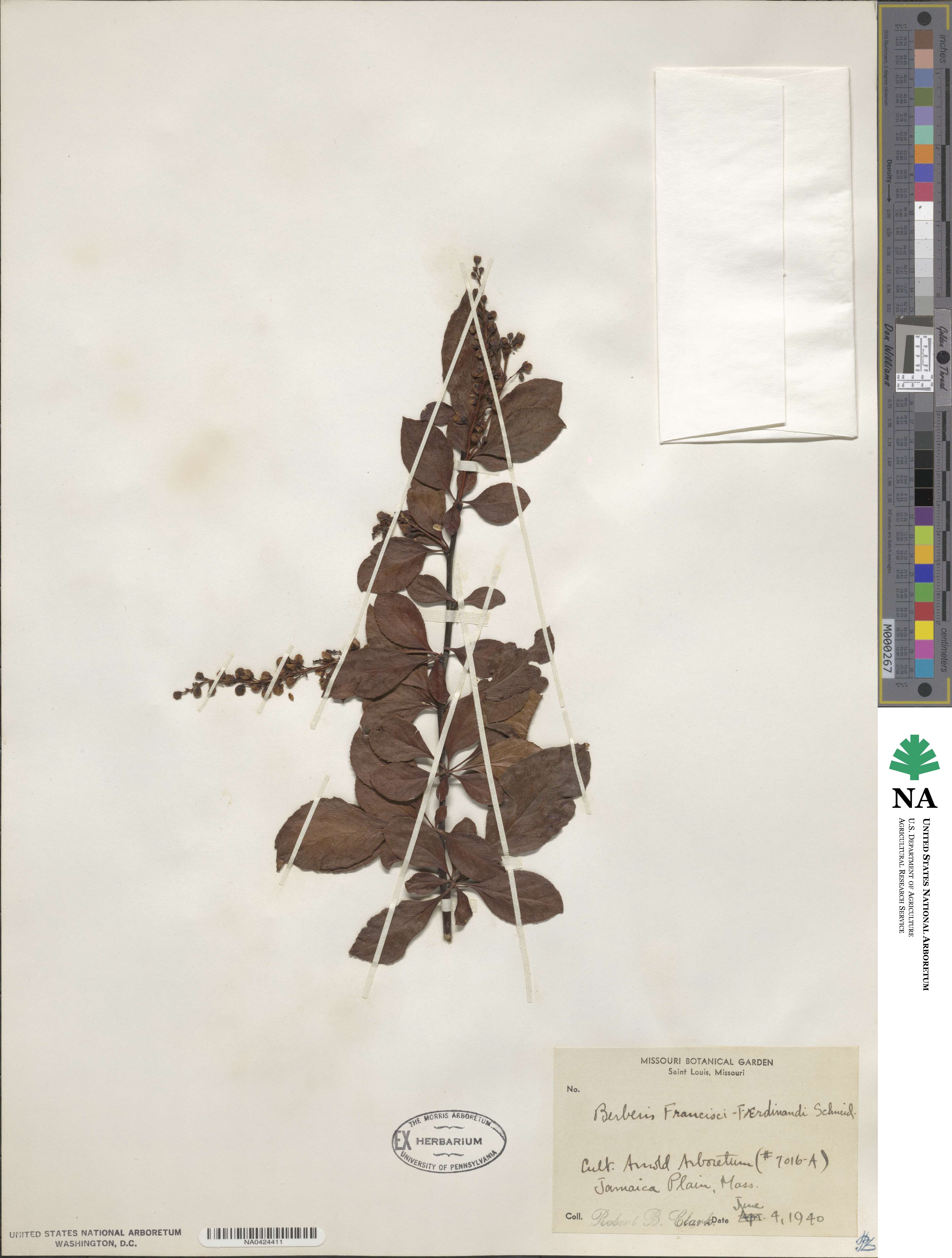 Berberis francisci-ferdinandi image