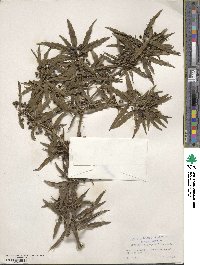 Berberis gagnepainii image