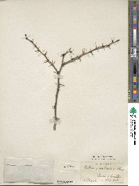 Berberis gagnepainii image