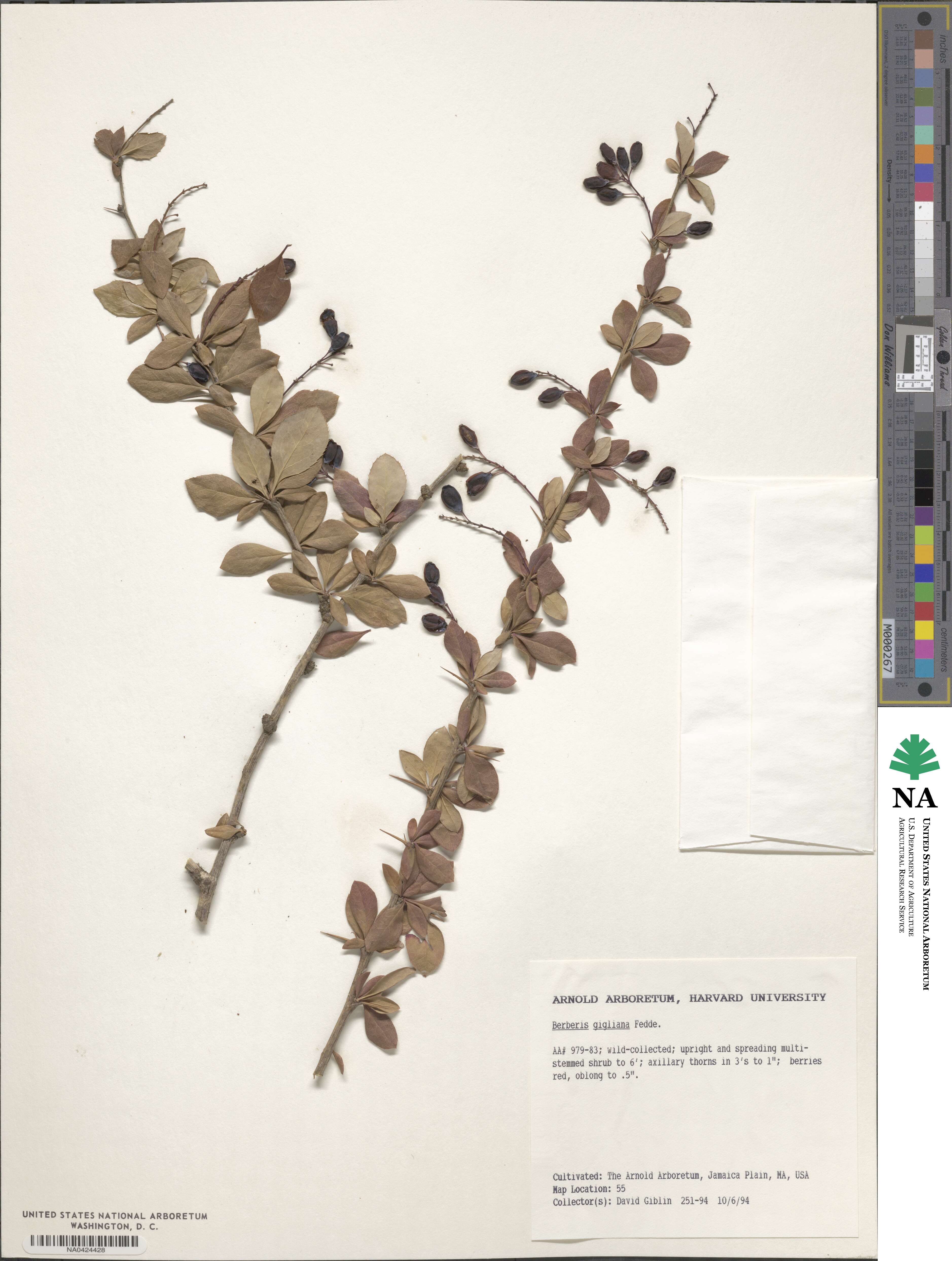 Berberis gilgiana image