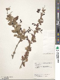 Berberis gilgiana image