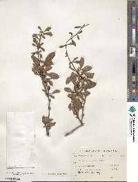 Berberis gilgiana image