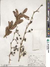 Berberis glaucocarpa image