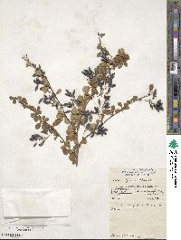 Berberis gyalaica image