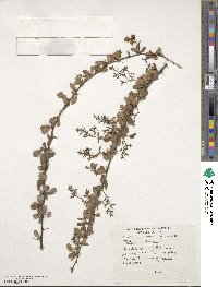 Berberis gyalaica image