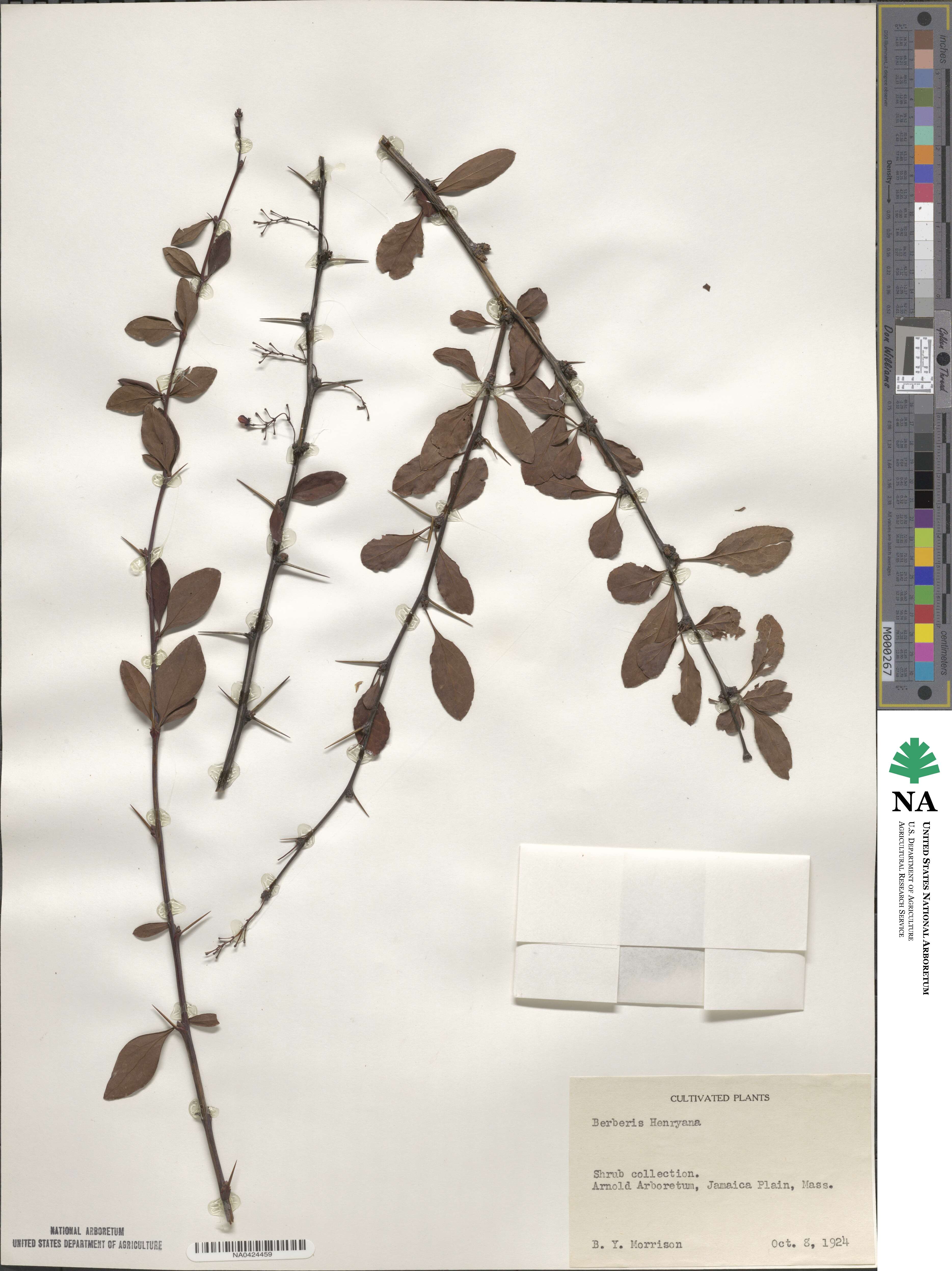 Berberis henryana image