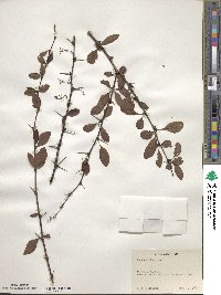 Berberis henryana image