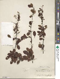 Berberis henryana image