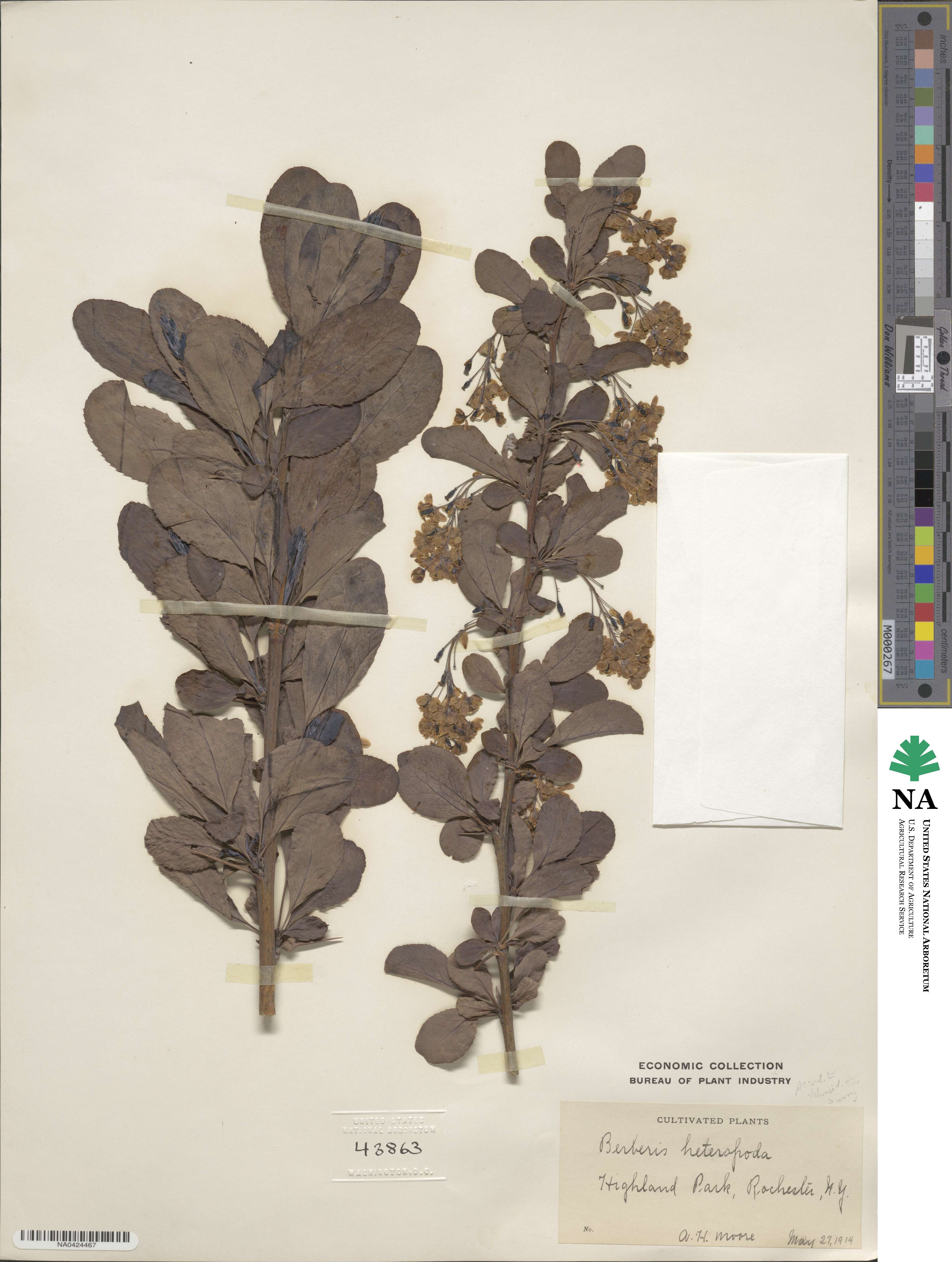 Berberis heteropoda image