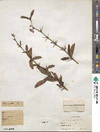 Berberis hookeri image