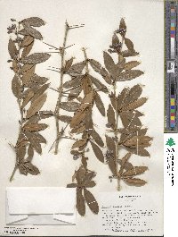 Berberis julianae image