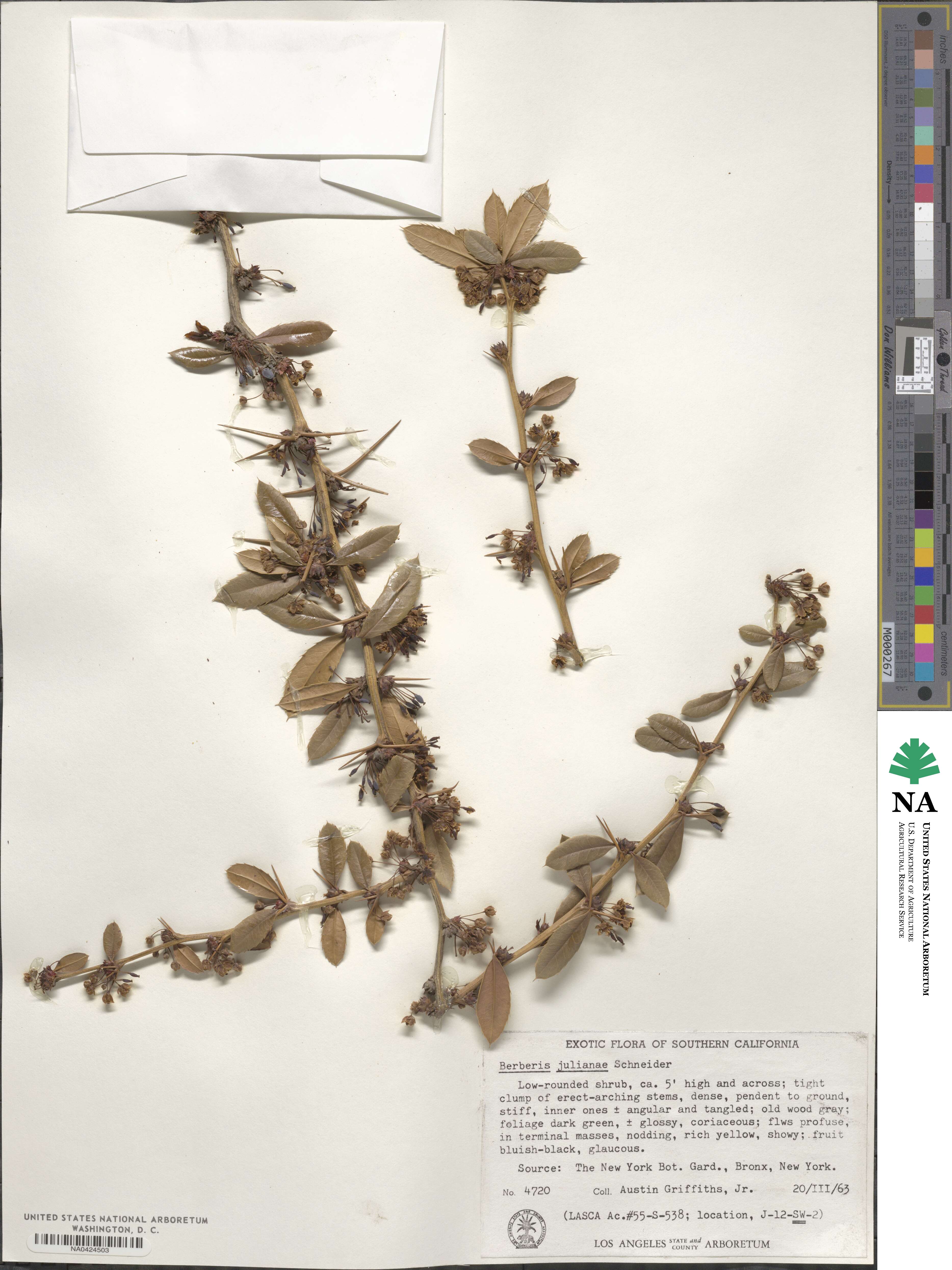 Berberis julianae image