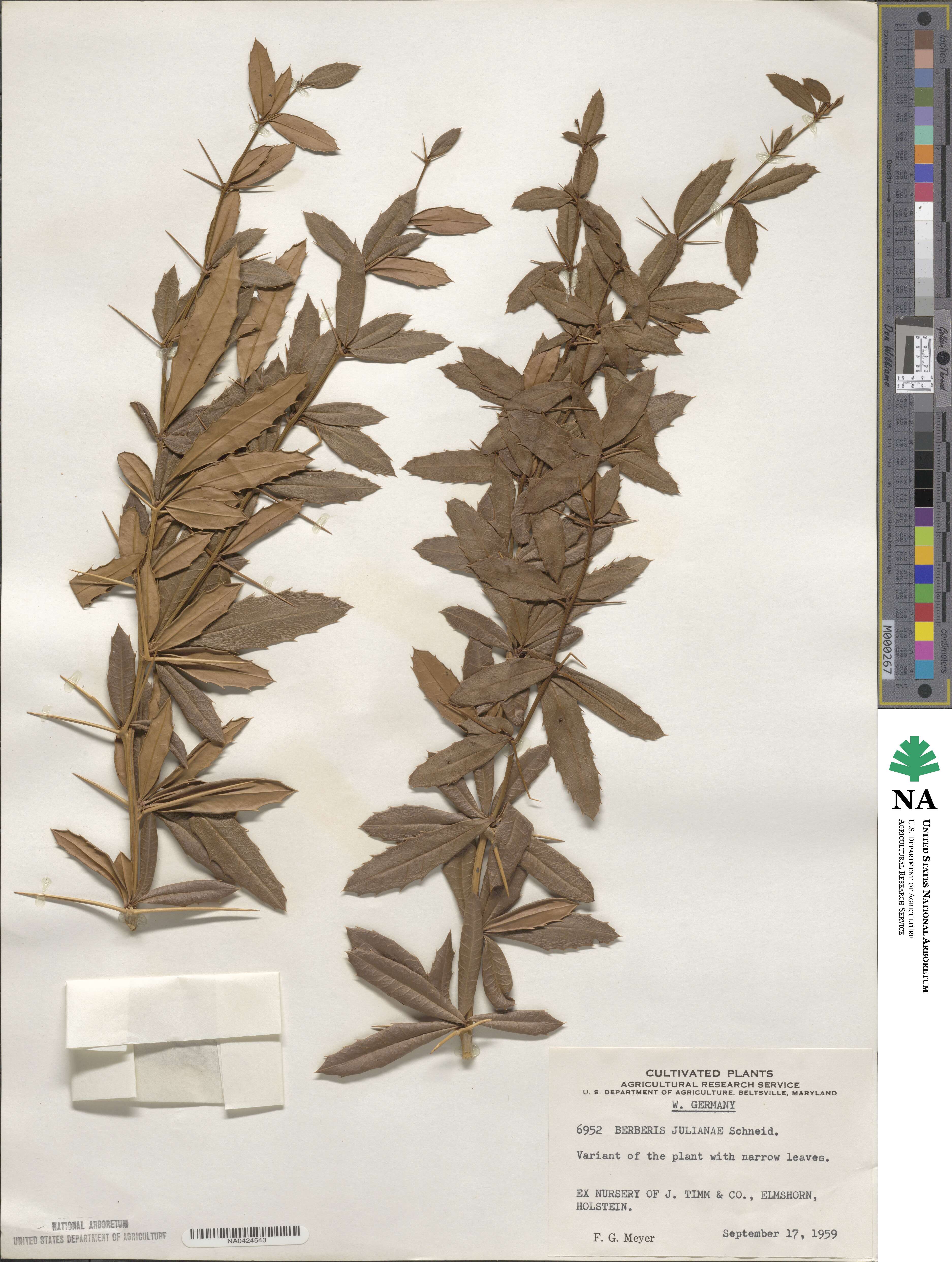 Berberis julianae image