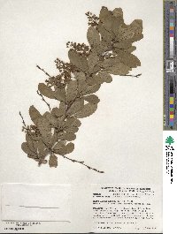 Berberis koreana image