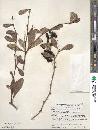 Berberis koreana image